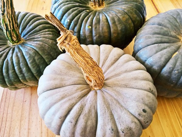 organic-heirloom-queensland-blue-pumpkin