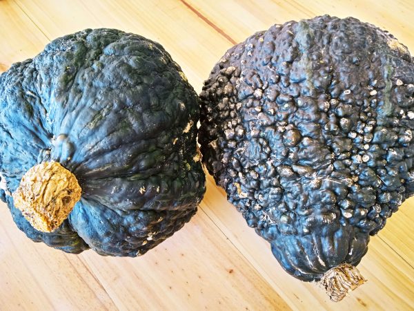 organic-hubbard-squash-pumpkin