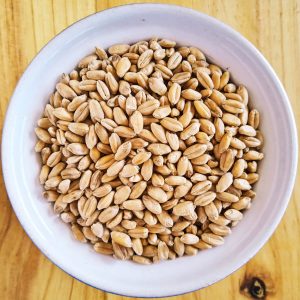 Whole Hard Red Winter Wheat - Grain/Kernels/Berries | Non-GMO